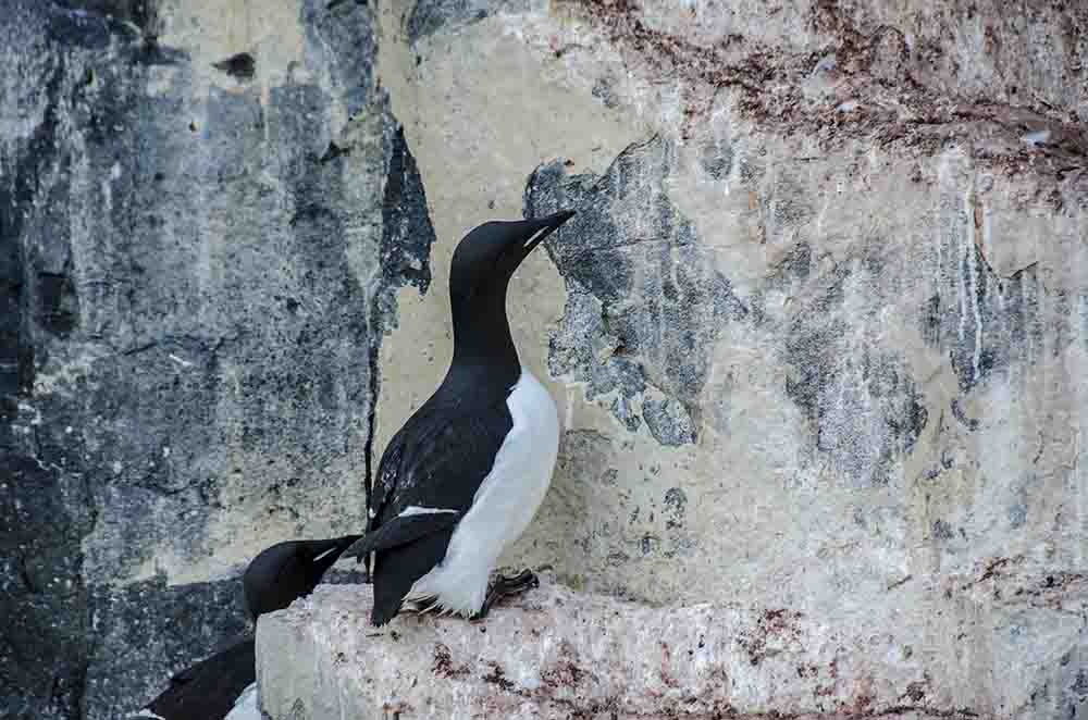Thick-billed Murre o Arao de Pico Ancho - islas Svalbard - Noruega 4.jpg